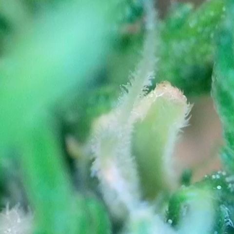 Mary Jane growlog timeline photo
