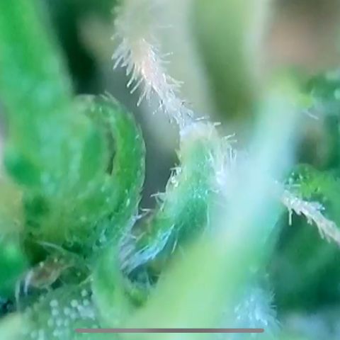 Mary Jane growlog timeline photo