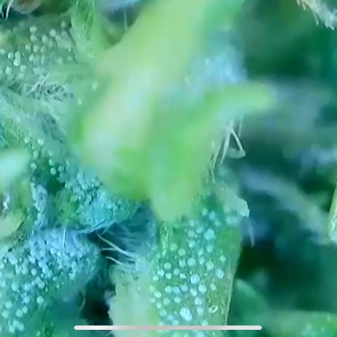 Mary Jane growlog timeline photo