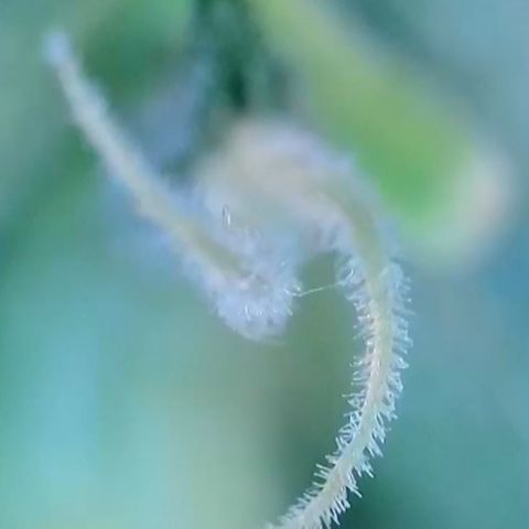 Mary Jane growlog timeline photo