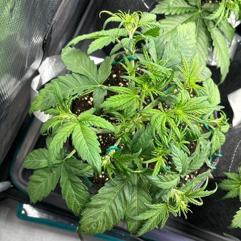 Hilde growlog timeline photo