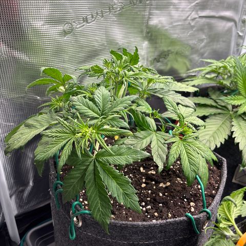 Hilde growlog timeline photo
