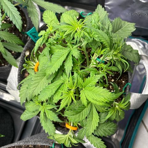 Lucy growlog timeline photo