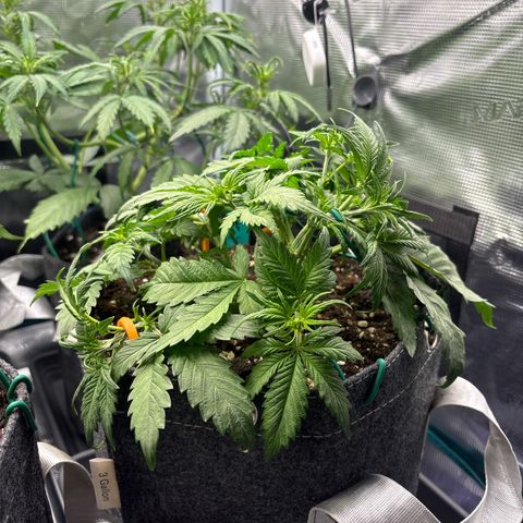 Lucy growlog timeline photo