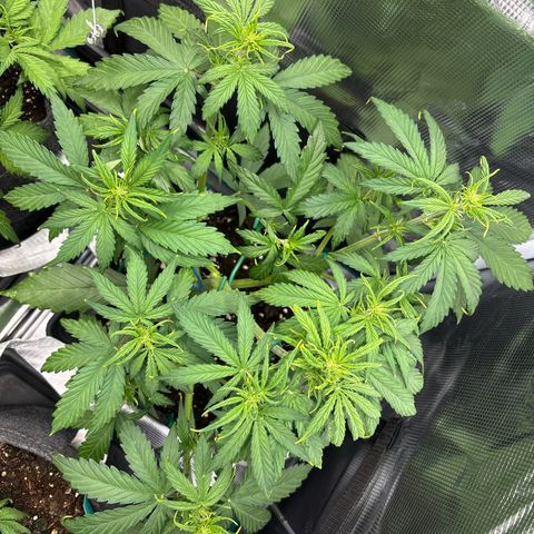 Mary Jane growlog timeline photo
