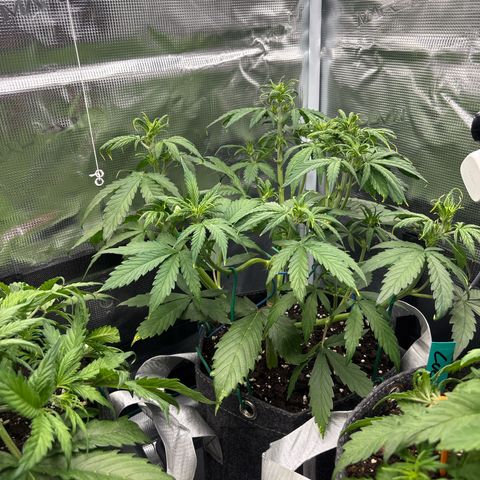Mary Jane growlog timeline photo
