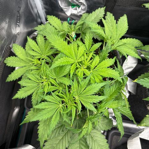 Gertrud growlog timeline photo