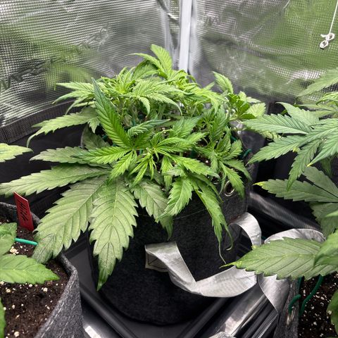Gertrud growlog timeline photo
