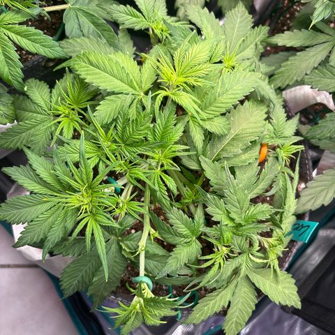 Lucy growlog timeline photo