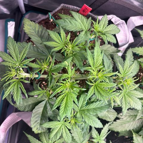 Hilde growlog timeline photo