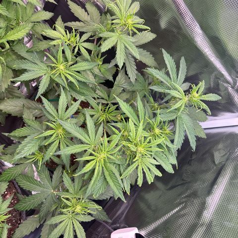 Mary Jane growlog timeline photo