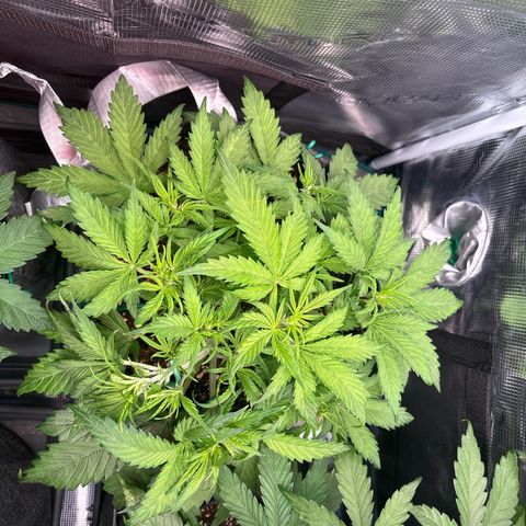 Gertrud growlog timeline photo