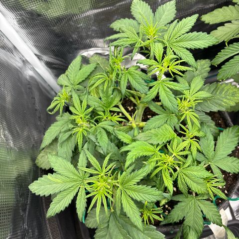 Hilde growlog timeline photo