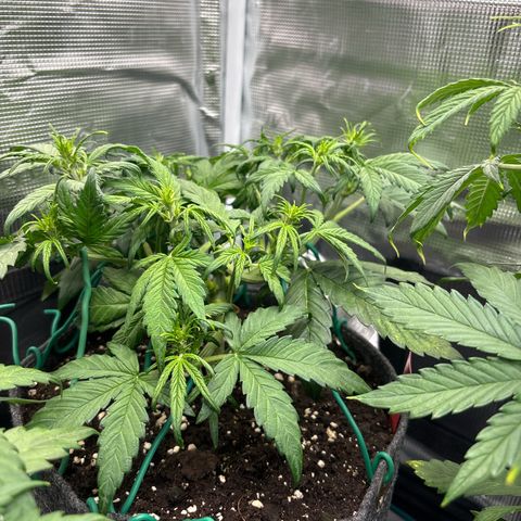 Hilde growlog timeline photo