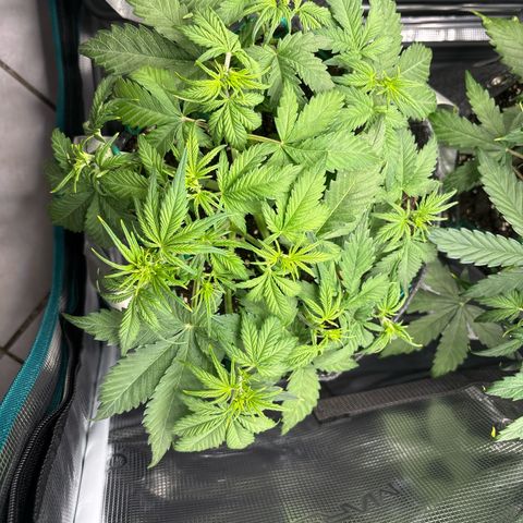 Lucy growlog timeline photo