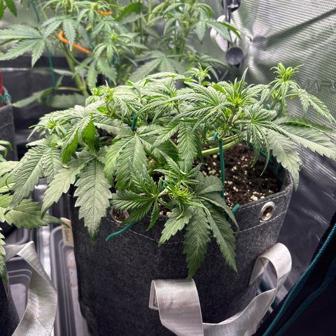 Lucy growlog timeline photo