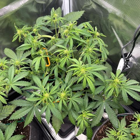 Mary Jane growlog timeline photo