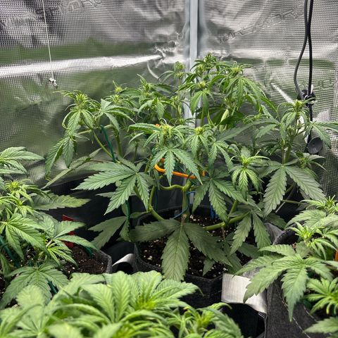 Mary Jane growlog timeline photo