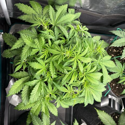 Gertrud growlog timeline photo