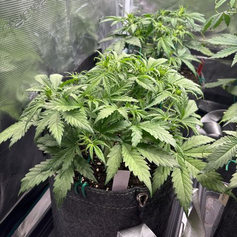 Gertrud growlog timeline photo