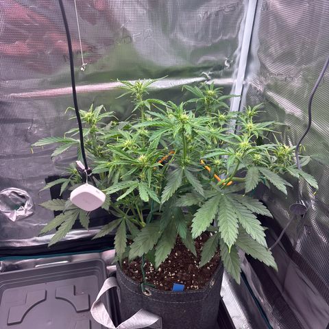 Mary Jane growlog timeline photo