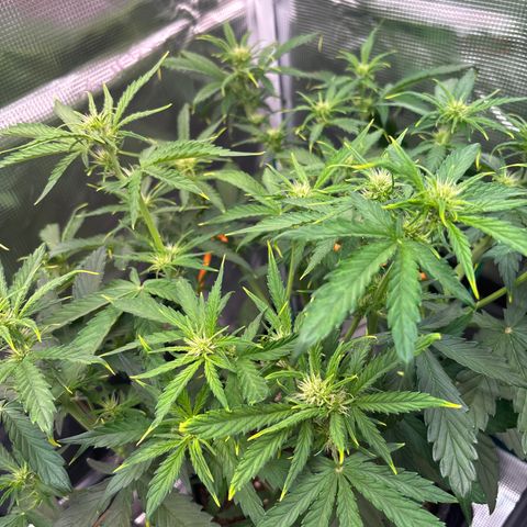 Mary Jane growlog timeline photo