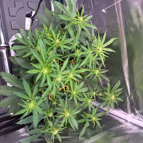 Mary Jane growlog timeline photo