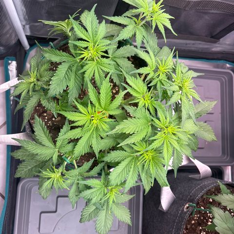 Lucy growlog timeline photo
