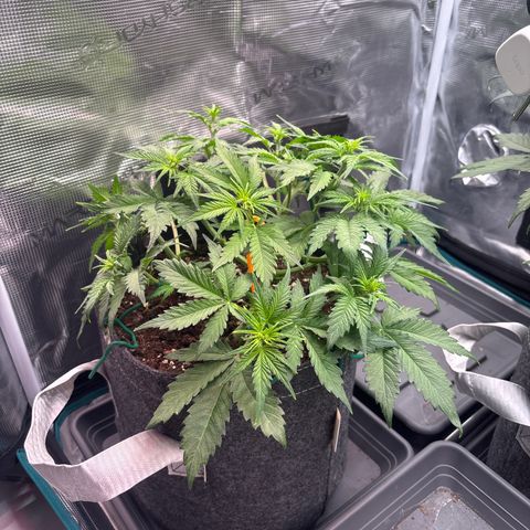 Lucy growlog timeline photo