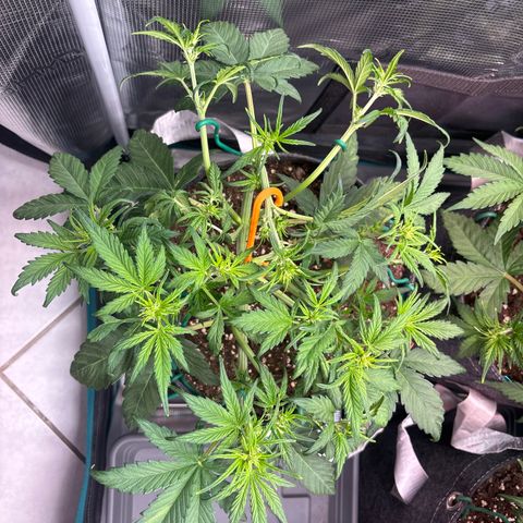 Hilde growlog timeline photo