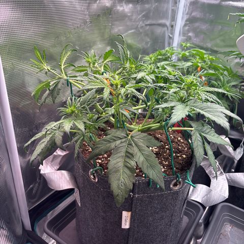Hilde growlog timeline photo
