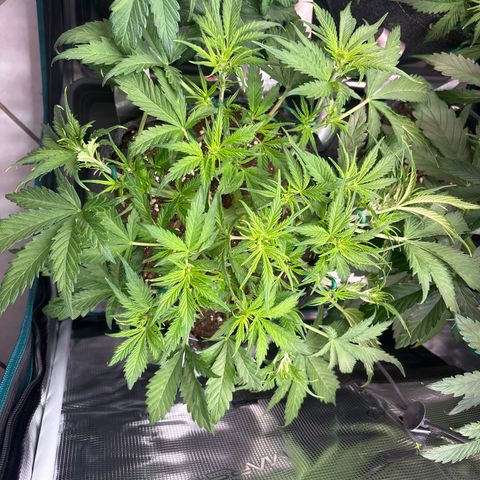 Gertrud growlog timeline photo