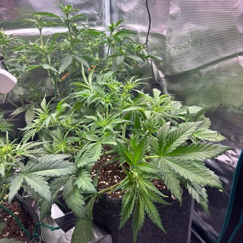 Gertrud growlog timeline photo