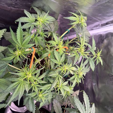 Hilde growlog timeline photo