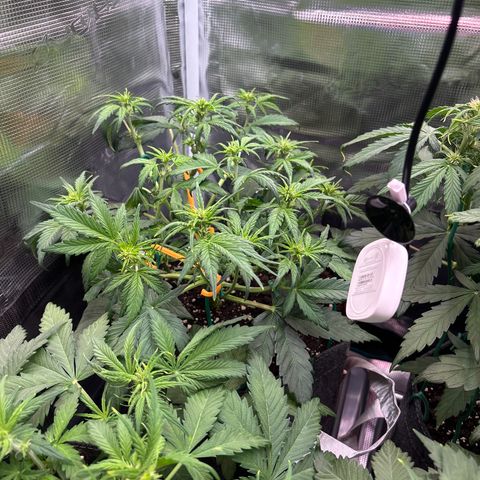 Hilde growlog timeline photo
