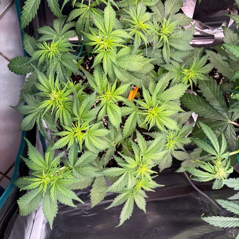 Lucy growlog timeline photo