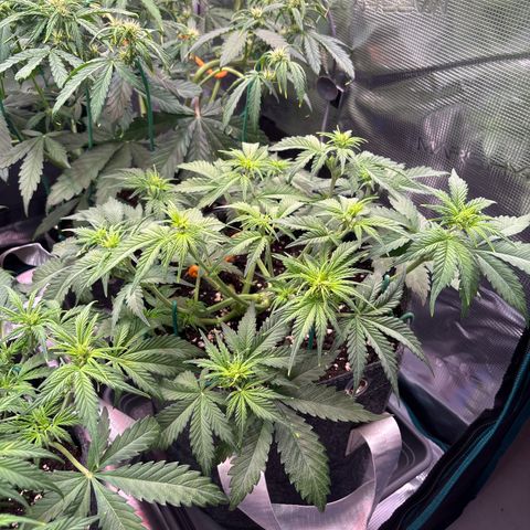 Lucy growlog timeline photo