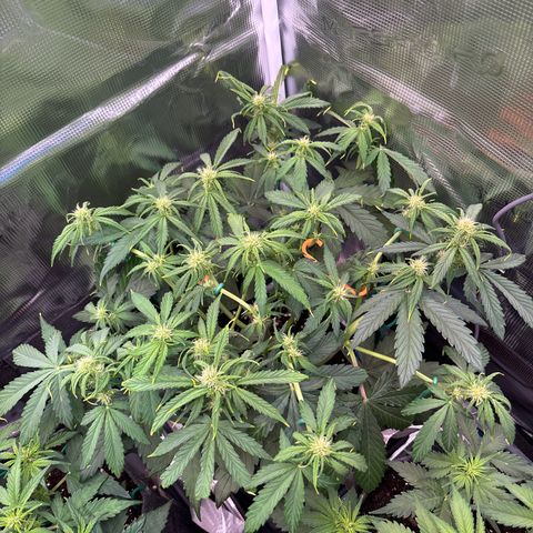 Mary Jane growlog timeline photo