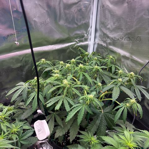 Mary Jane growlog timeline photo