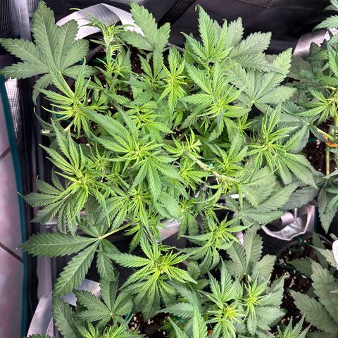 Gertrud growlog timeline photo