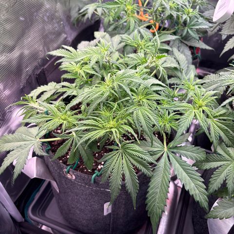 Gertrud growlog timeline photo