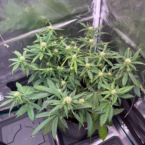 Mary Jane growlog timeline photo