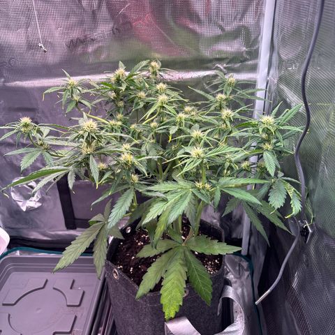 Mary Jane growlog timeline photo