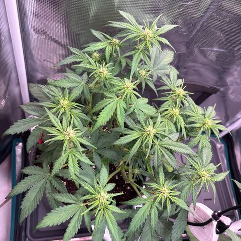 Hilde growlog timeline photo