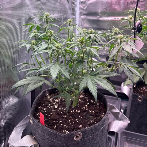 Hilde growlog timeline photo