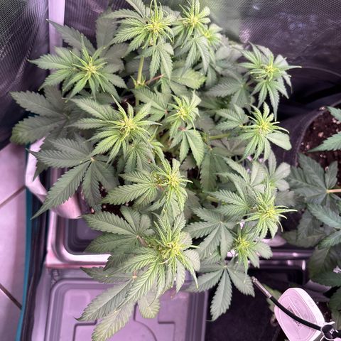 Lucy growlog timeline photo