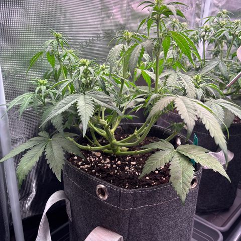 Lucy growlog timeline photo