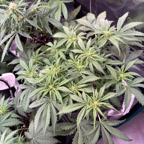 Gertrud growlog timeline photo