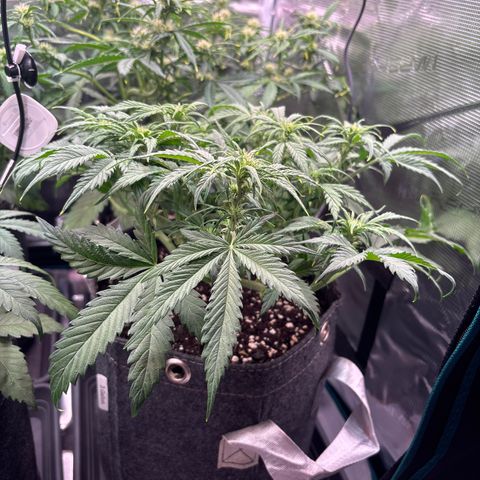 Gertrud growlog timeline photo