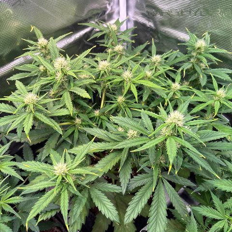 Mary Jane growlog timeline photo
